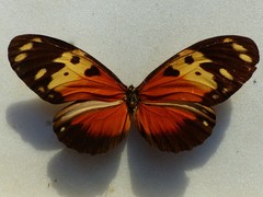 Heliconius hecale