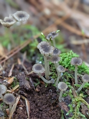 Hydropus praedecurrens