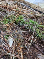 Hydropus praedecurrens