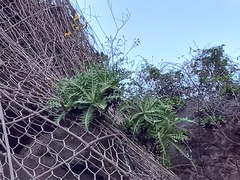 Sonchus ustulatus ustulatus