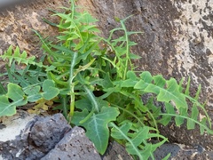 Sonchus ustulatus ustulatus