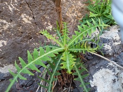 Sonchus ustulatus ustulatus