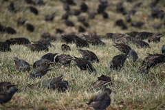 Sturnus vulgaris