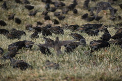 Sturnus vulgaris