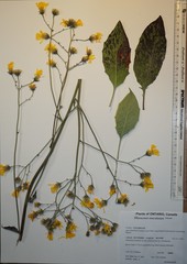 Hieracium maculatum