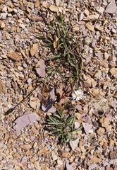 Noticastrum marginatum