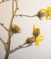 Hieracium maculatum