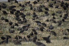 Sturnus vulgaris