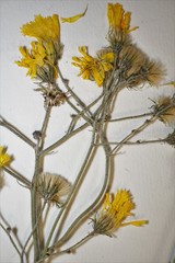 Hieracium maculatum