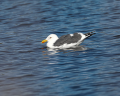 Larus occidentalis