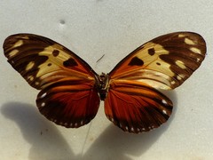 Heliconius hecale