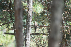 Hierococcyx sparverioides
