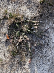 Opuntia drummondii