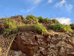 Sonchus ustulatus ustulatus