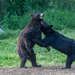 Urso-Negro - Photo (c) Matthew Paulson, alguns direitos reservados (CC BY-NC-ND)