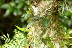 Rhinerrhiza divitiflora