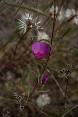 Clarkia rubicunda