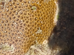 Siderastrea stellata