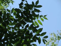 Fraxinus mandshurica