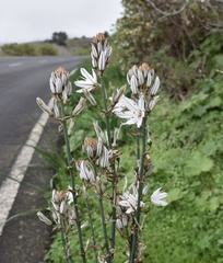 Asphodelus ramosus distalis