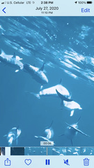 Stenella frontalis