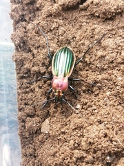 Carabus lineatus lateralis