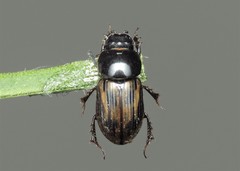 Chilothorax