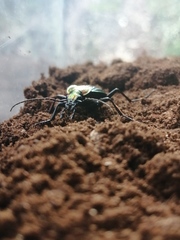 Carabus lineatus lateralis