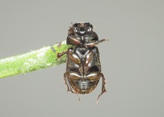 Chilothorax