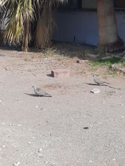 Streptopelia decaocto