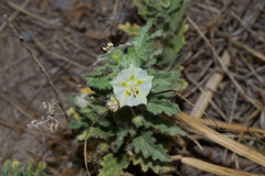 Chamaesaracha sordida