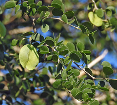 Gonopterodendron sarmientoi