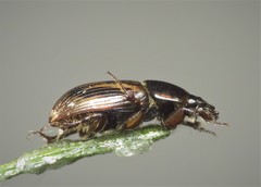 Chilothorax