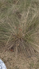 Poaceae