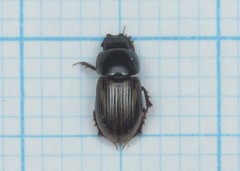 Chilothorax
