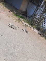 Streptopelia decaocto