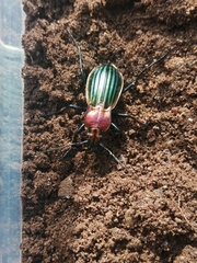Carabus lineatus lateralis