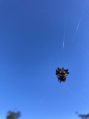 Thelacantha