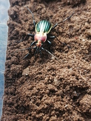 Carabus lineatus lateralis