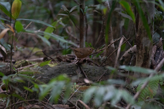 Pellorneum tickelli annamense