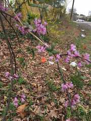 Cercis canadensis