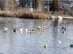 Anser cygnoides domesticus