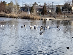 Anser cygnoides domesticus