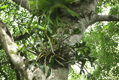 Dendrobium speciosum hillii