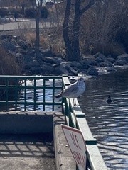 Larus californicus