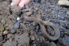 Tantilla