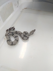 Boa constrictor constrictor