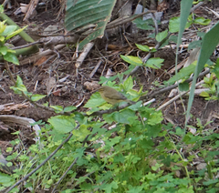 Phylloscopus collybita