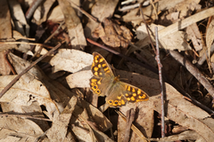 Pararge aegeria