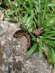 Xylophanes loelia